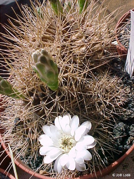 Gymnocalycium anisitsii v. joossensianum JLcoll.1924